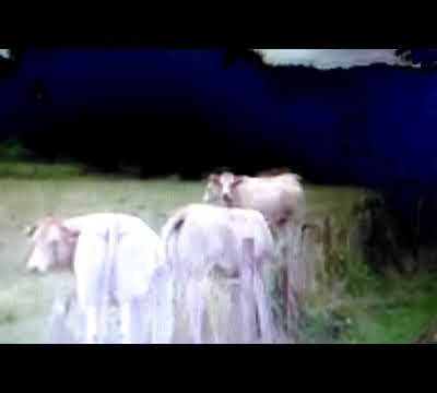 Drôle de surprise parmi c'est vache