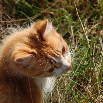 Un chachou et une chachourite en balade aujourd'hui