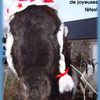 Esprit Adoption Cheval vous souhaite de joyeuses fêtes!