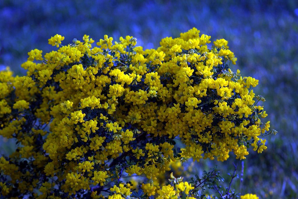 Photos diverses de fleurs et plantes de mon jardin, pour la plupart... en toutes saisons.