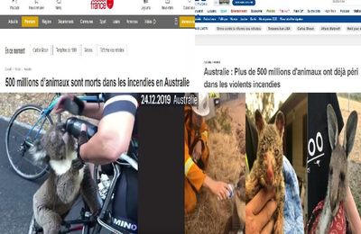 Australie : Plus de 500 millions d'animaux ont déjà péri dans les violents incendies (videos medias fr)