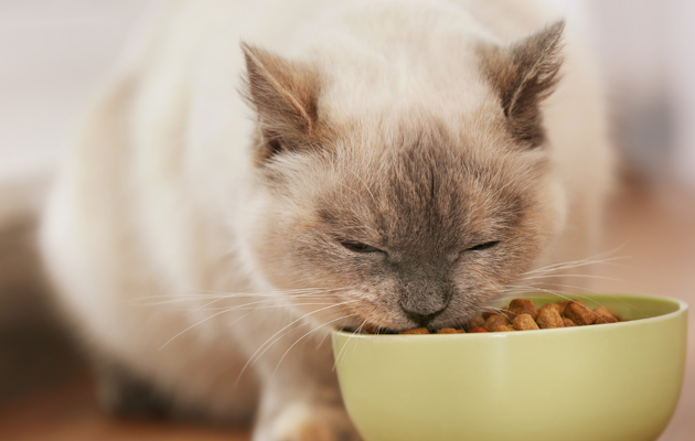 La fatigue des moustaches chez le chat