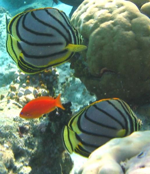 Fihalhohi, une ile des Maldives