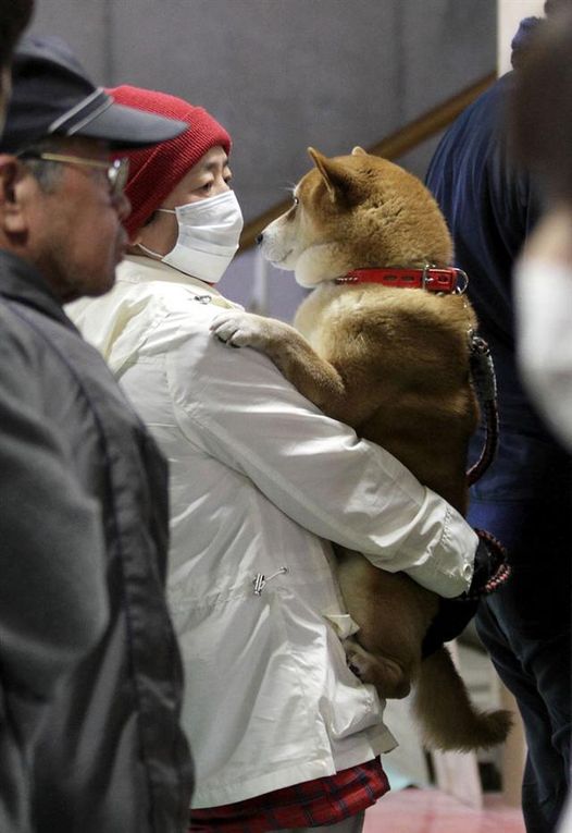 Album - SHIBA-RADIATION