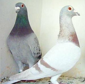 pigeon