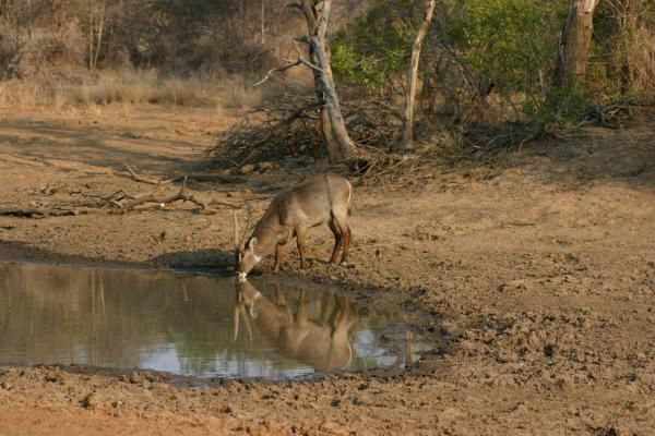 Album - Safari (Afrique du Sud)