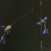 Trichanthecium micranthum