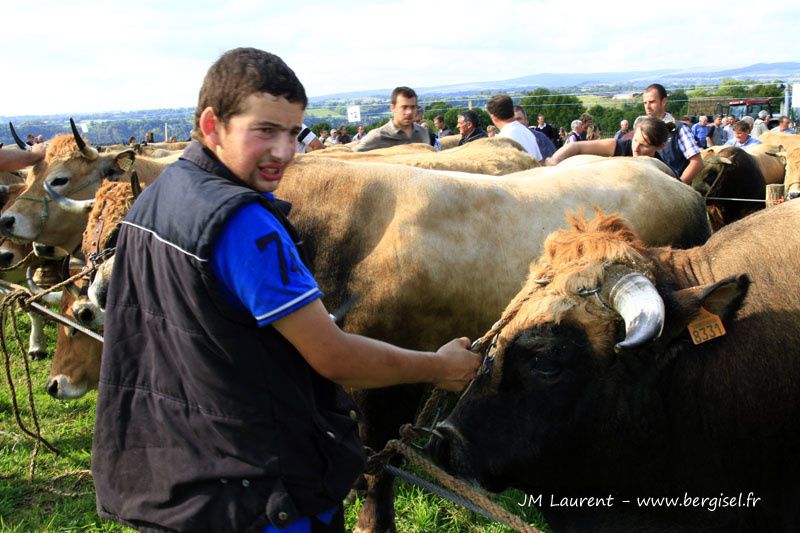 Groupes ou familles de vaches