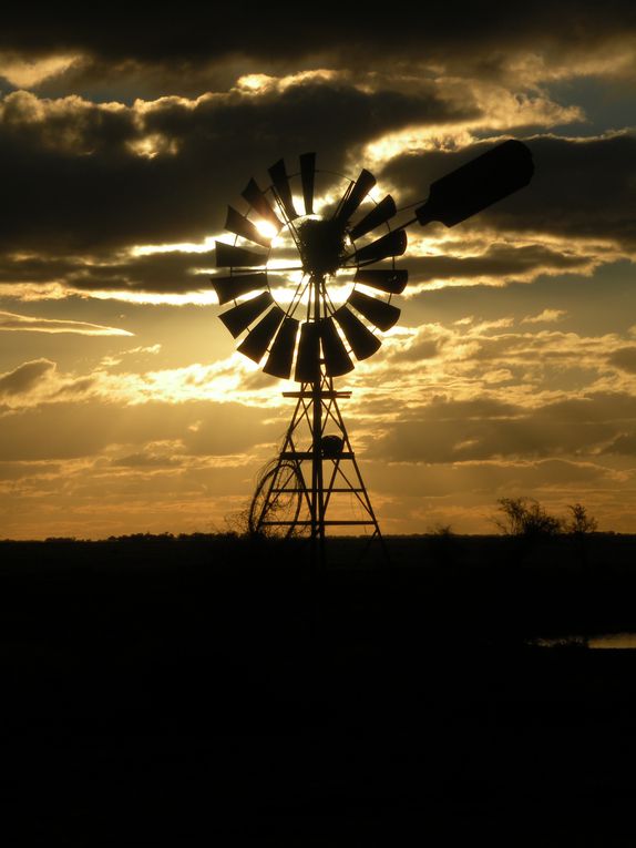 Cette fois, c'est au milieu des moutons et des chiens que je fais un arrêt, en plein outback!