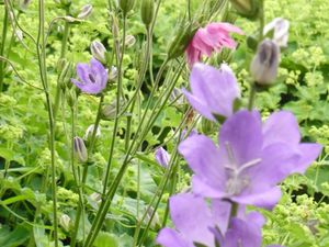 ....die zierlichen "Jungfern im Grünen"mit Tupfern von Goldfelberich in gelb...und hier nochmals Glockenblumen zusammen mit den Samenständen der Akelei und in Kombination mit blauem Storchschnabel und Funkienblättern, eingehüllt in Frauenmantel