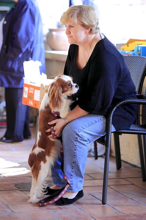 Déroulement de la journée Cavalier King Charles.