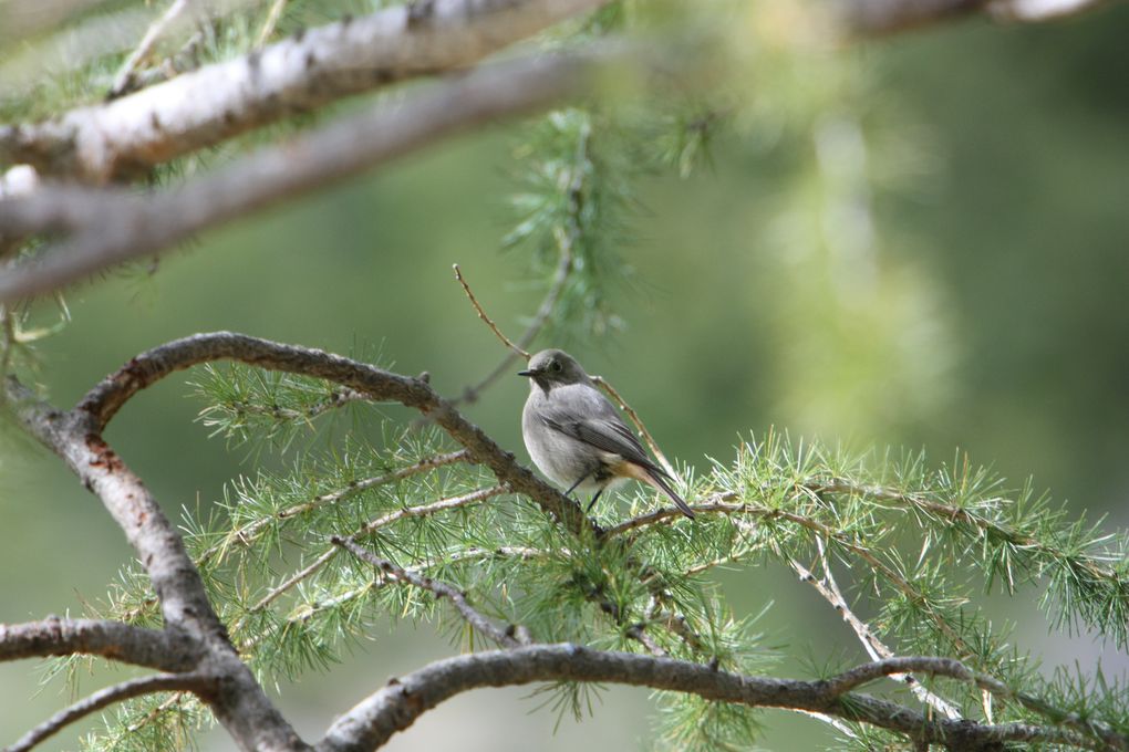 femelle bouquetin dans les alpes Italienne