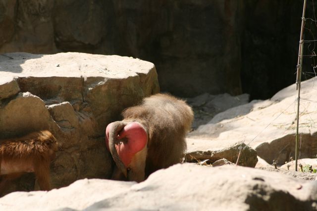 Un portrait assez fidèle des choses que nous avons vus.

À peu près dans l'ordre:
1. Zoo de Singapour
2. Jardin botanique
3. Vues de la villes et autres activités