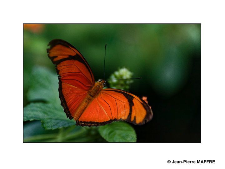 Quelques papillons exotiques dans leurs couleurs diverses et éclatantes.