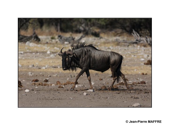 Le parc national d'Etosha reste encore l'une des plus grandes réserves animalières au monde, s'étirant sur 350 km d'est en ouest, avec une superficie de 22 275 km².