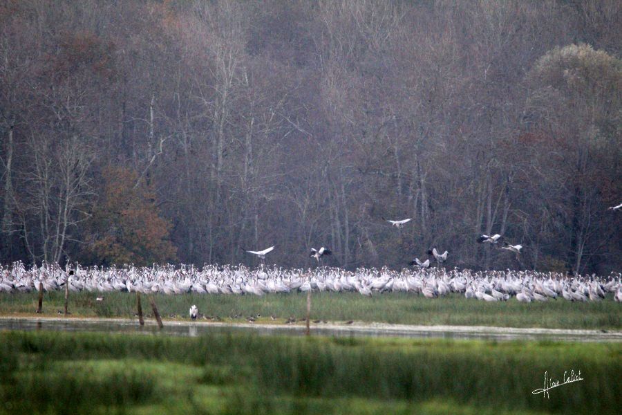 Grues cendrées