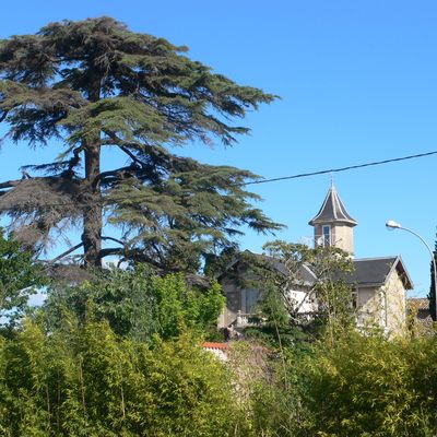 L'agonie du  parc du cèdre 