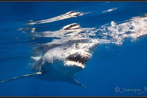 Album - Requins-Sharks