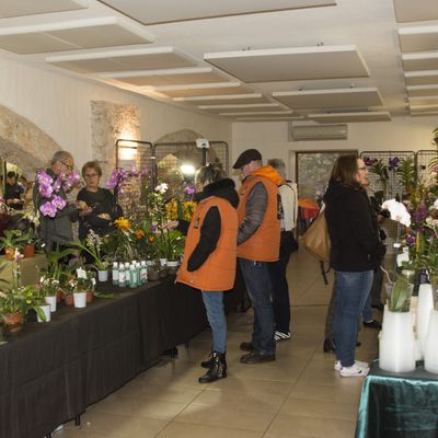 Sillan la cascade salon de l 'orchidée 2019