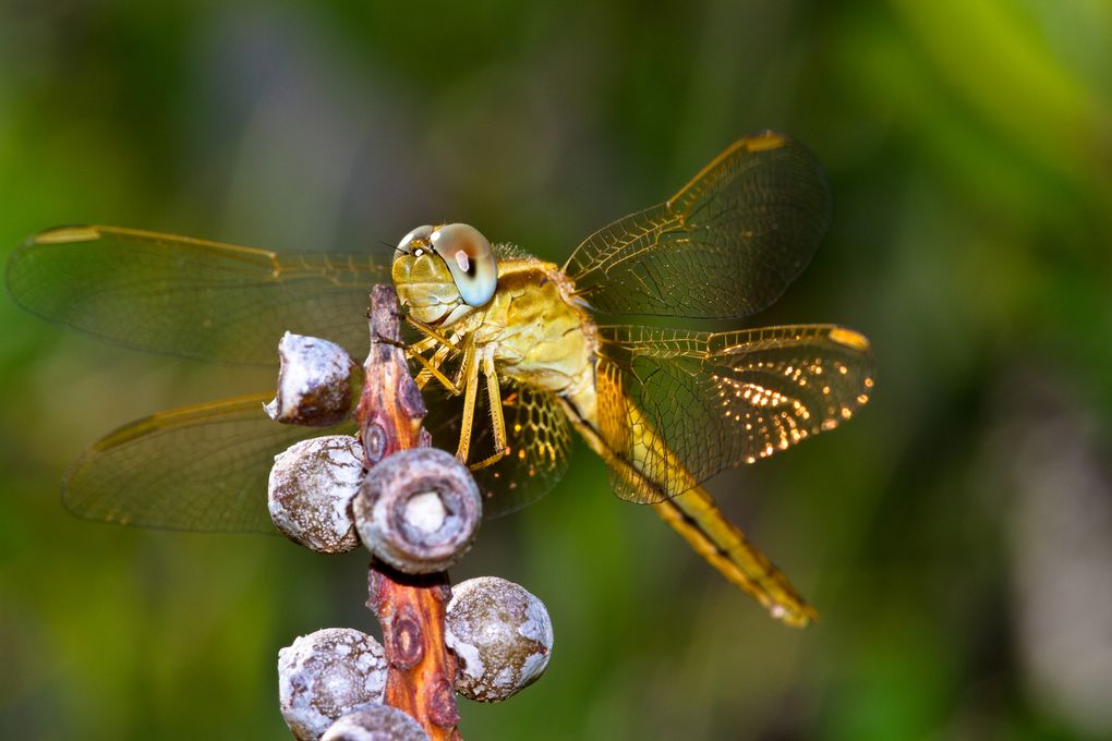 Le monde des insectes au travers mon regard