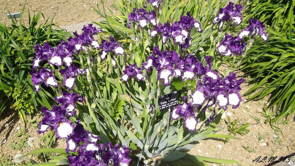 Iris in Jardin Botanique du Montet