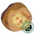  Benvenuti nel mondo della Cantadina tra Semi Galline e Api
