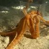 J'en reviens au Poulpe ou Octopus pour vous raconter une expérience