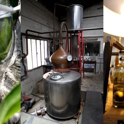 Une distillerie, sur une île, face au Palais des Papes d'Avignon