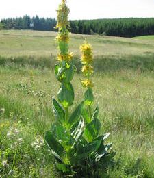 Gentiana lutea