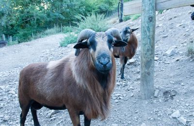 Parc animalier de Casteil