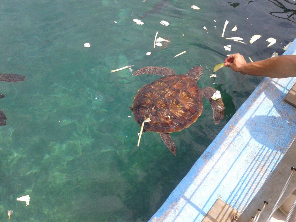 Visite de Kelonia : la paradis des tortues 