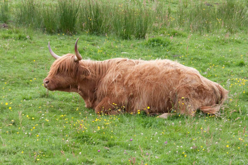 Album - ecosse