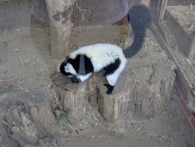 Album - zoo-maubeuge