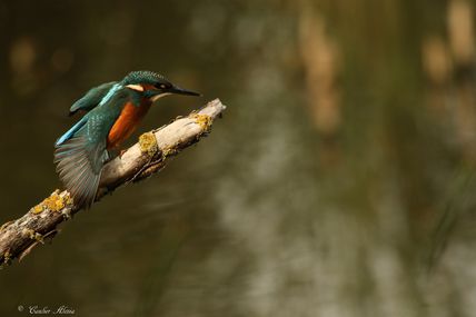 Martin-pêcheur (Alcedo atthis)