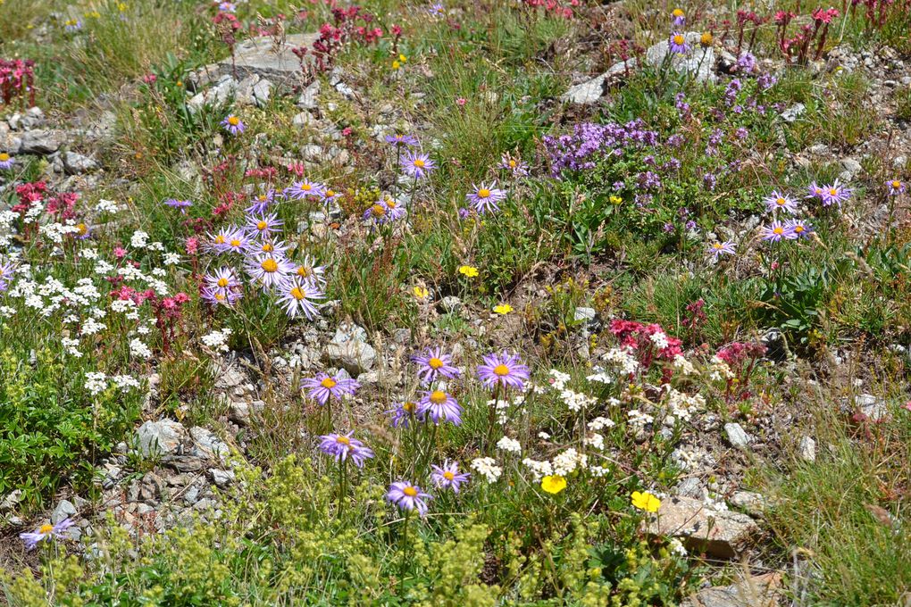 Album - fleurs des montagnes