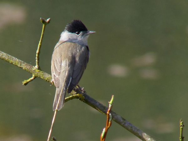 Fauvette à tête noire et fauvette grisette