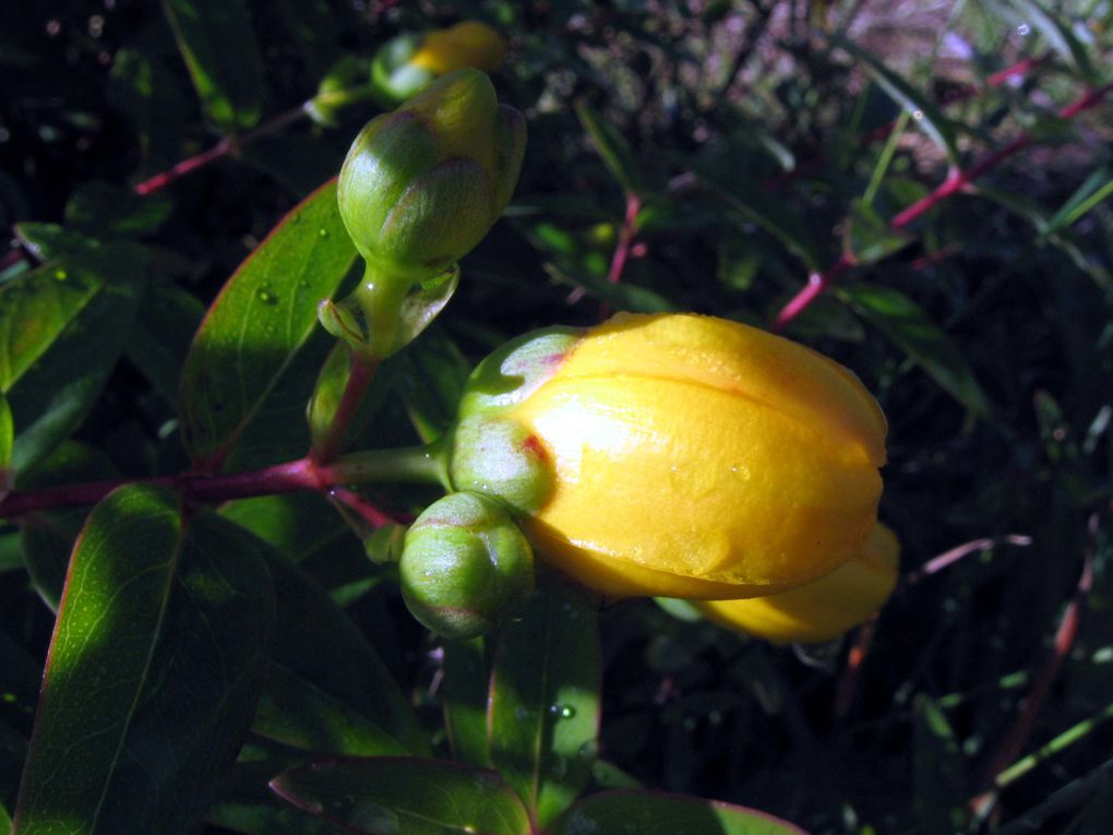 Photos diverses de fleurs et plantes de mon jardin, pour la plupart... en toutes saisons.