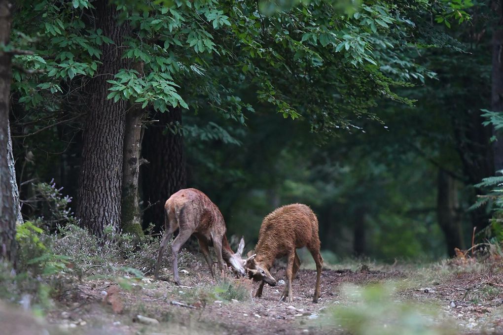 Simulacre de combat entre deux daguets.