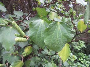 - Paul nous fait cueillir quelques-unes de ces feuilles (surtout celles à trous) que nous avons goûté en infusion comme le faisaient les maoris -