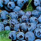 #Blueberry Wine Producers Rhode Island Vineyards