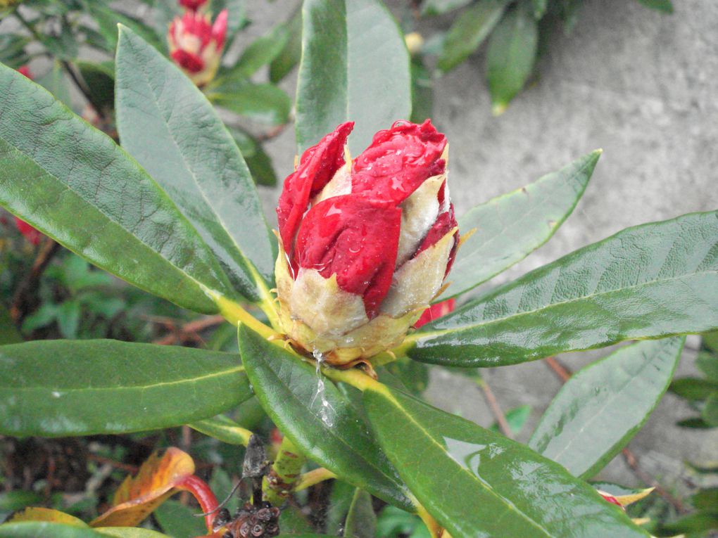 Album - Fleurs-du-jardin-2012