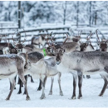 Les élevages de rennes nous offrent plus que la magie de Noël (republié)