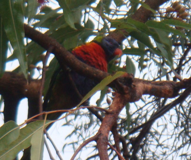 Album - The Koala Park