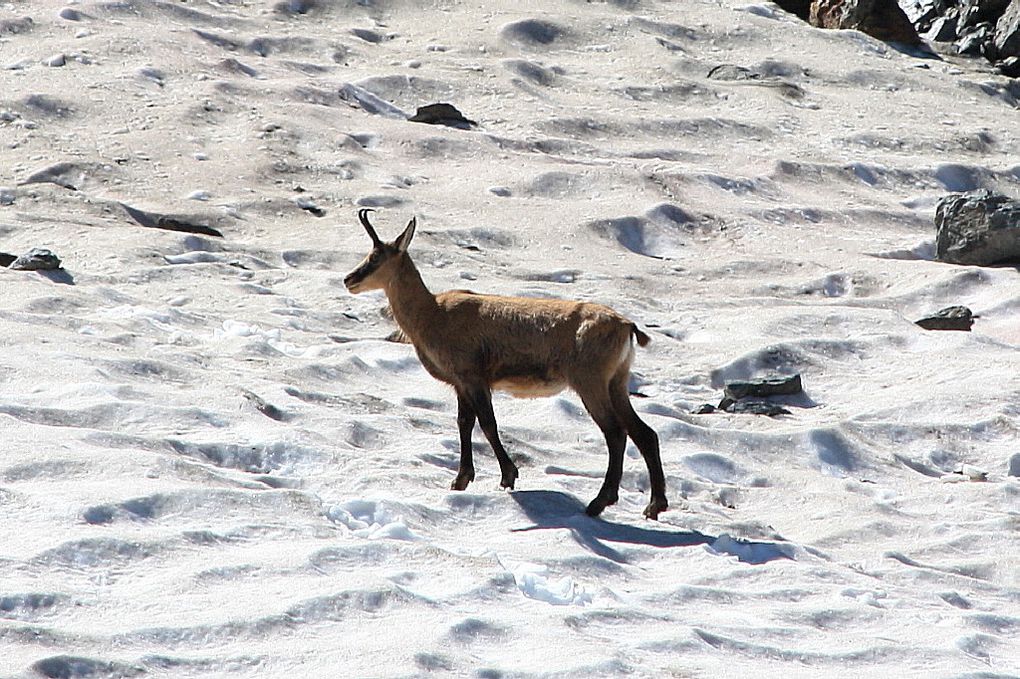 Faune de Tarentaise - Vanoise