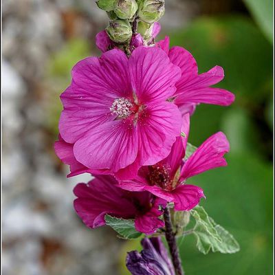 Les fleurs - rose trémière