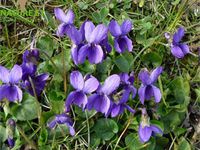 La violette odorante (Viola Odorata)