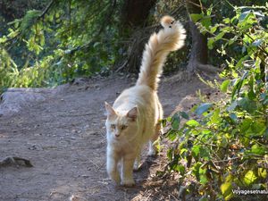 Le tombeau de Merlin. Couronne druidique ? Et Merlin transformé en chat ?