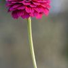 Fleur en panoramique vertical