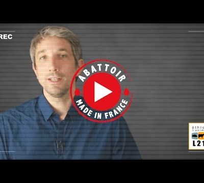 Maltraitance animale : L'association L214 dénonce dans une vidéo le gazage des porcs avant abattage (Images violentes) 