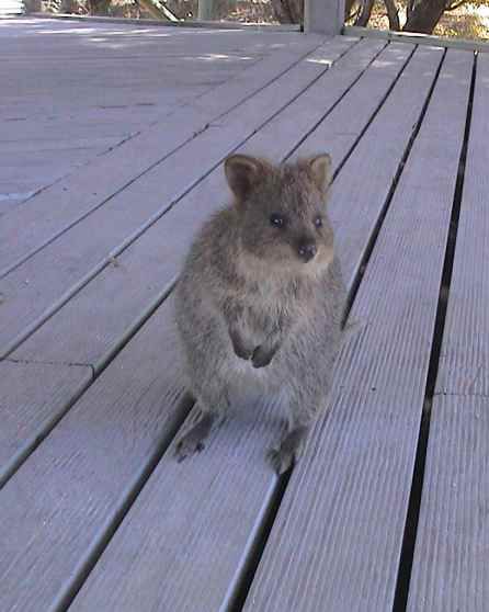 Album - Rottnest Island (Australie)